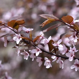 Okrasná čerešňa (Prunus serrulata) ´AMANOGAWA´- výška 160-180 cm, kont. C6L